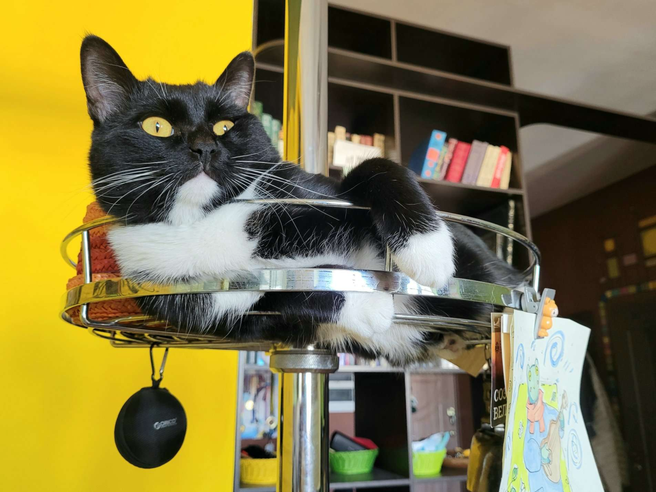 Кот и китайская метафизика